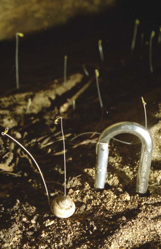 Germinazione di semi in una grotta